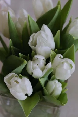 White Tulips Bouquet Elegance Wallpaper