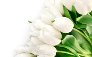 White Tulips Elegance Wallpaper