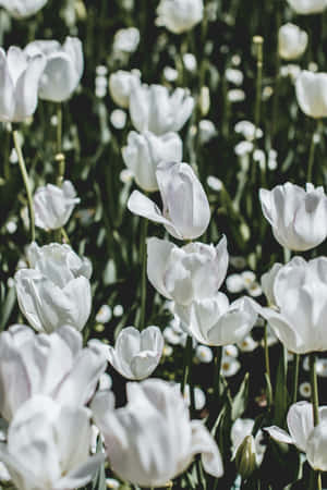 White Tulips Garden Sunlight.jpg Wallpaper