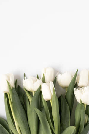 White Tulips Minimalist Aesthetic.jpg Wallpaper