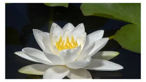 White Water Lily Wallpaper