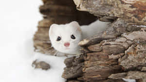 White Weasel Peeking Out From Tree Bark Wallpaper