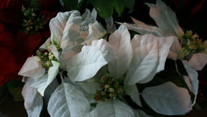 White Wonder Poinsettia Wallpaper