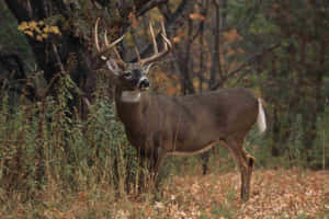 Whitetail Deer Enjoying The Dale Morning Wallpaper