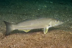 Whiting Fish Swimming Over Seabed.jpg Wallpaper