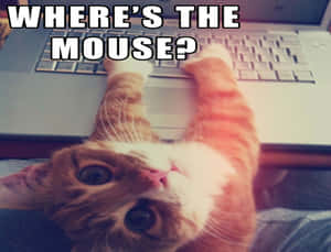 Who Needs Sleep? Wallpaper