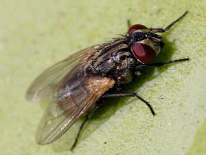 Whole Body Fly Wallpaper