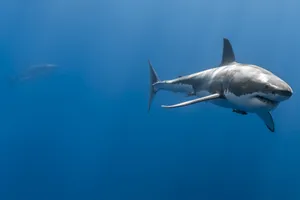 Wide Scary Black Shark Wallpaper