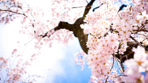 Widescreen Desktop Featuring Sakura Blossom Wallpaper