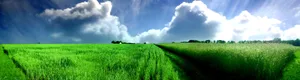 Widescreen View Hay Field Wallpaper