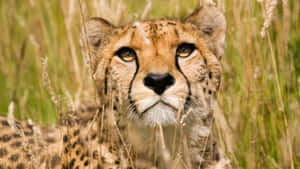 Wild African Wildlife On Serengeti Plains Wallpaper