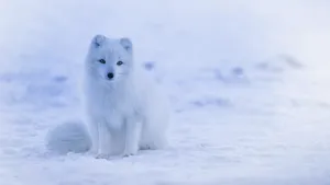 Wild Animal Arctic Fox Wallpaper