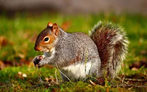 Wild Animal Squirrel Wallpaper