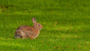 Wild Cottontail Rabbitin Grass.jpg Wallpaper