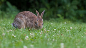 Wild Cottontail Rabbitin Grass Wallpaper