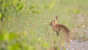 Wild Cottontail Rabbitin Grassy Field.jpg Wallpaper