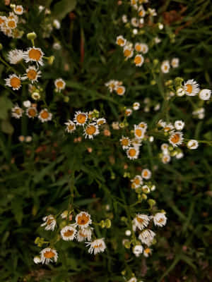 Wild_ Daisy_ Cluster_ Nature_ Background.jpg Wallpaper