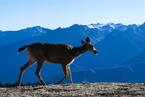 Wild Deer Hunting In The Mountains Wallpaper