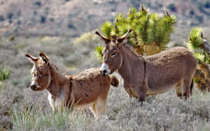 Wild Donkeysin Desert Landscape Wallpaper