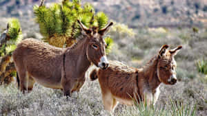 Wild Donkeysin Desert Landscape Wallpaper