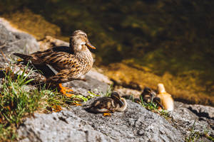 Wild Ducks Awesome Animal Wallpaper