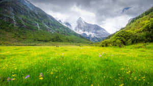 Wild Flowers Blooming In A Lush Meadow Wallpaper