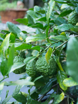 Wild Green Citrus Kaffir Lime Wallpaper