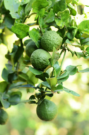 Wild Green Kaffir Lime Citrus Fruits Wallpaper