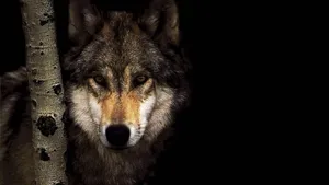 Wild Grey Wolf Glancing Quickly At The Camera Wallpaper