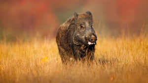 Wild Hog In The Woods Wallpaper