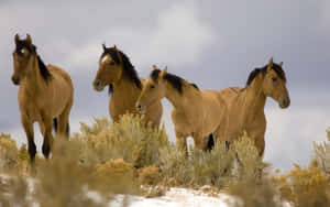 Wild_ Horses_in_ Natural_ Habitat.jpg Wallpaper