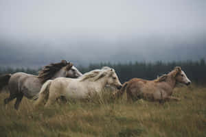 Wild Horsesin Misty Meadow Wallpaper