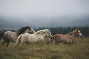 Wild Horsesin Misty Meadow Wallpaper
