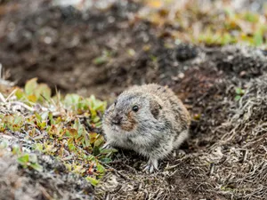 Wild Lemmingin Natural Habitat.jpg Wallpaper