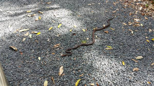 Wild Taipan Snake On Ground Wallpaper