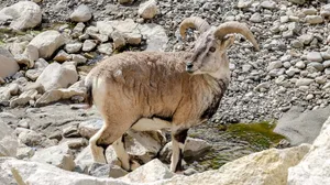 Wild Urial Ramby Riverbed.jpg Wallpaper