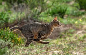 Wildcatin Natural Habitat Wallpaper