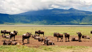 Wildebeest Grazing By Lake Magadi In The Picturesque Ngorongoro Crater Wallpaper