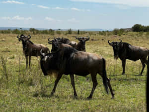 Wildebeest_ Herd_in_ Grassland.jpg Wallpaper