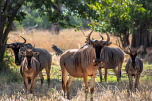 Wildebeest_ Herd_in_ Natural_ Habitat Wallpaper