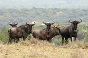 Wildebeest_ Herd_on_ Savanna Wallpaper