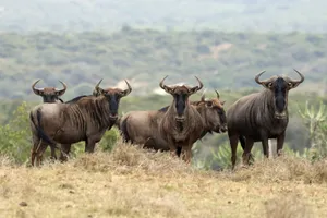 Wildebeest_ Herd_on_ Savanna Wallpaper