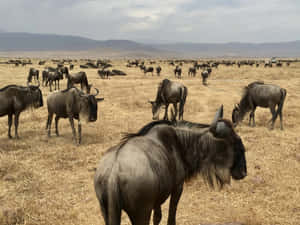 Wildebeest Herdon Savannah Wallpaper