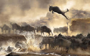 Wildebeest_ Migration_ Leap Wallpaper