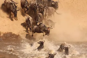 Wildebeest Migration River Crossing Wallpaper