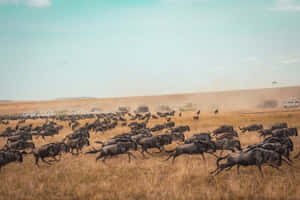 Wildebeest_ Migration_ Safari_ Adventure.jpg Wallpaper