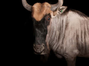 Wildebeest Portrait Against Black Background Wallpaper