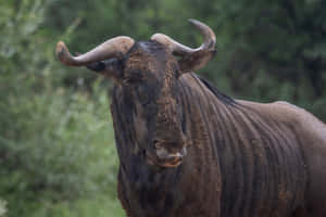 Wildebeest Portrait Green Backdrop.jpg Wallpaper