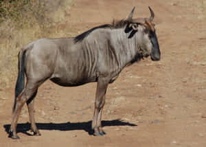 Wildebeest Standing Alone Dirt Road.jpg Wallpaper