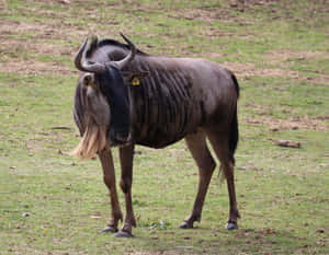 Wildebeest Standing Grassy Field Wallpaper